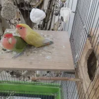 یه جفت طوطی برزیلی مولد به همراه لونه چوبی