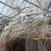 قناری برا دستی کردن یک ۳تادونی ۵۰۰