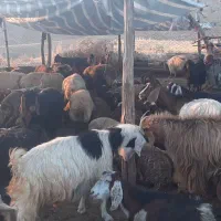 بز بزغاله بره و گوسفند چاق