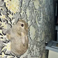 خرگوش بازیگوش