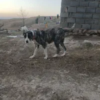 حیوان سگ