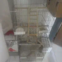 قفس کاسکو و طوطی