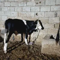 شادگان