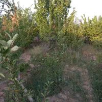 فروش-باغچه