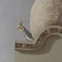 دوعدد عروس هلندی نر با قفس ۳و۵۰۰