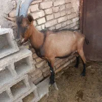 دو راس نری اصیل االپاین..از نژاد پرشیر