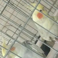 یک جفت عروس هلندی