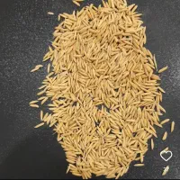 بذر مادری شالی ندا (کیسه پلمپ ) مخصوص بذرگیری