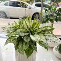 انواع گل اپارتمانی