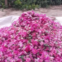 گل محمدی|خوردنی و آشامیدنی|بناب, |دیوار