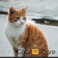 گربه با 5 تا توله 1 هفته