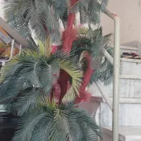 درخت نخل