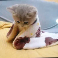 سرپرستی گربه قبول میکنم