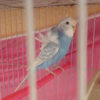 جفت مرغ عشق پروانه ای روی تخم