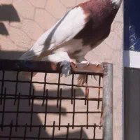 کبوتر طوق سرخ