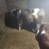 گاو نر