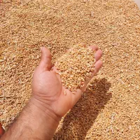 گندم محلی تمیز