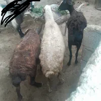 ۳عدد میش