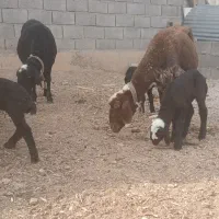 میش و قوچ