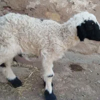 بره نر4روز دارد