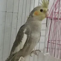 واگذاری عروس نر سه ماهه