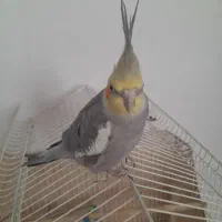 عروس هلندی نر