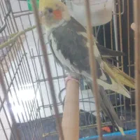 یک جفت عروس هلندی