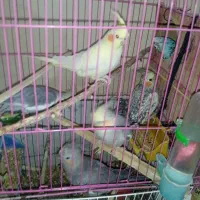 عروس هلندی
