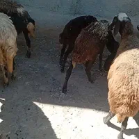 میش بره جوان