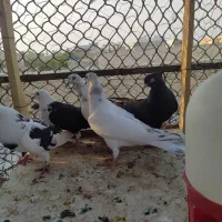 کفتر