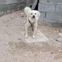 سگ بوجی نگهبان