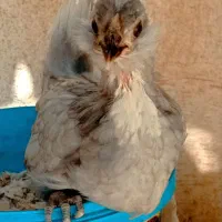 جوجه سه ماهه گلین اصیل اصیل