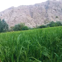 سبوس برنج