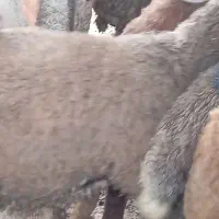 بره و گوسفند قربانی