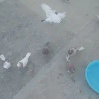 کفتر