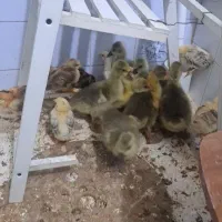 جوجه مرغ و غاز