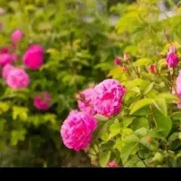 گل محمدی تازه