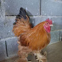 مرغ و خروس