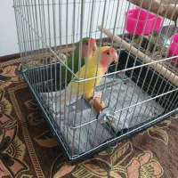 طوطی برزیلی