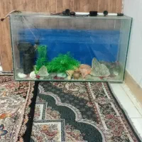 اکواریوم