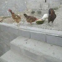 مرغ تخمی و مرغابی