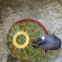 فروش تعدادی خرگوش به صورت تک و عمده