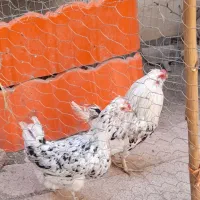 مرغ و خروس گلین جوان