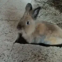 خرگوش