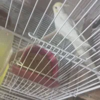 تعدادی عروس هلندی بالغ وجوجه