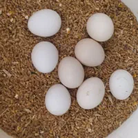 تخم مرغ نطفه دار سیبرایت