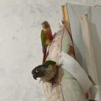 جفت گرینچیک
