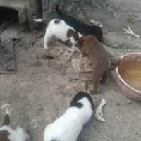 واگذاری توله شکاری