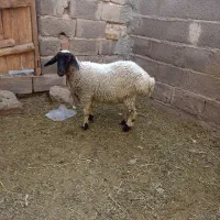بره ماده. چاق.   بردسیر