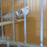 سلام. فنچ کینگ